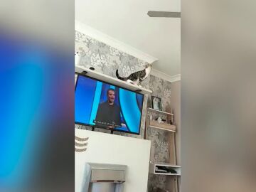 Un gato curioso salta sobre el ventilador de techo y el vídeo se vuelve viral