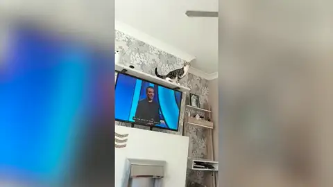 Un gato curioso salta sobre el ventilador de techo y el vídeo se vuelve viral Un gato curioso salta sobre el ventilador de techo y el vídeo se vuelve viral