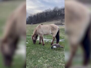 La curiosa amistad entre un pavo real y un caballo