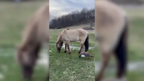 La curiosa amistad entre un pavo real y un caballo La curiosa amistad entre un pavo real y un caballo