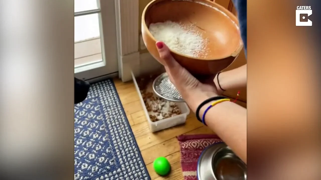 Se hace viral el perro que solo come cuando su due&ntilde;o le da parmesano rallado en la comida viral 