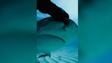 La reacción de un tiburón cuando un buzo se atreve a acariciarlo en Hawái
