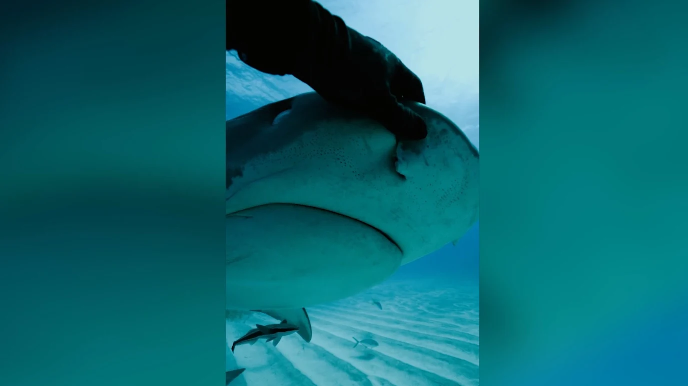 Buzo acariciando un tibur&oacute;n