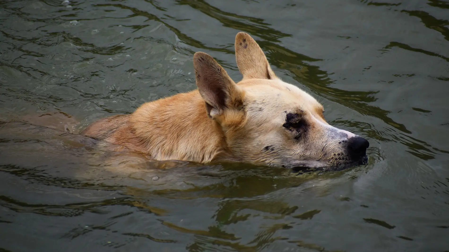Un perro en el agua
