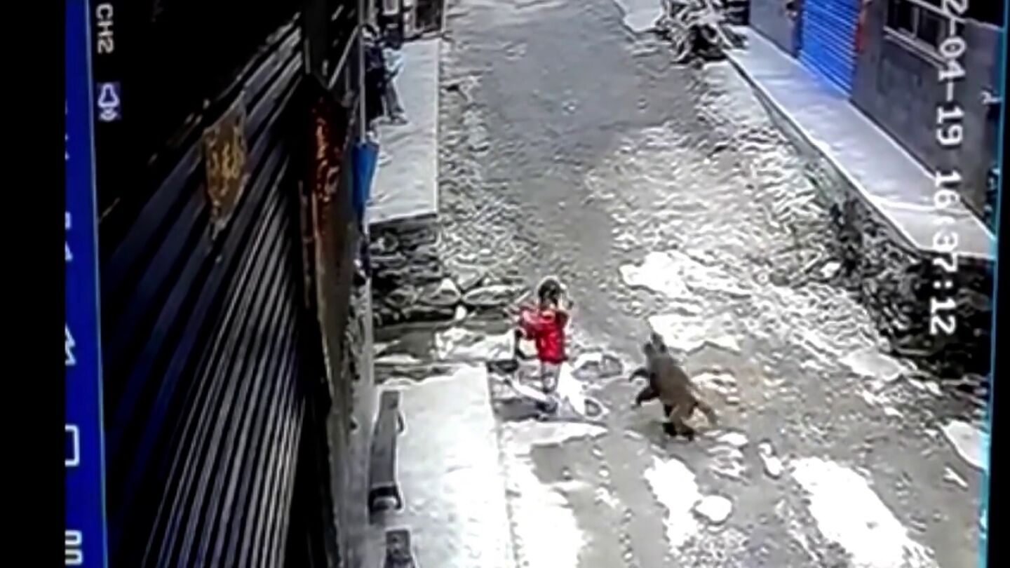 Una niña de 3 años atacada por un mono