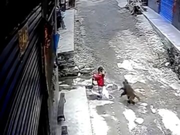 Una niña de 3 años atacada por un mono