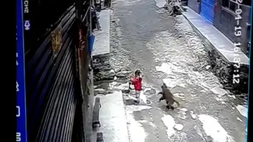 Una niña de 3 años atacada por un mono