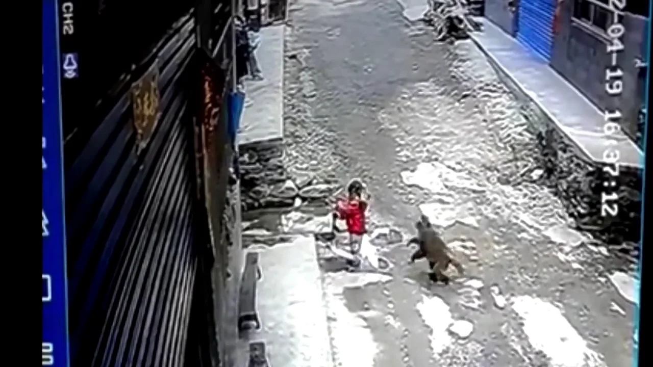 Una niña de 3 años atacada por un mono