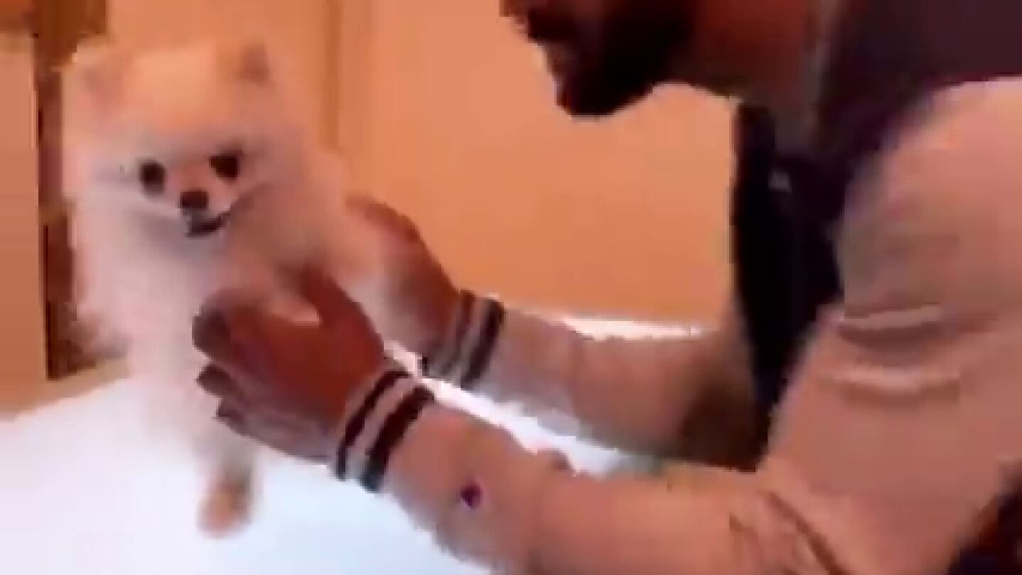 El peluquero canino transforma a un perro en Pikachu y los usuarios de TikTok alucinan