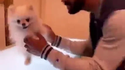 El peluquero canino transforma a un perro en Pikachu y los usuarios de TikTok alucinan