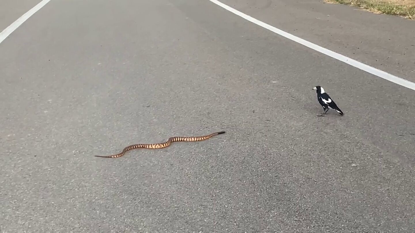 Un grupo de urracas se enfrenta a una serpiente en Australia