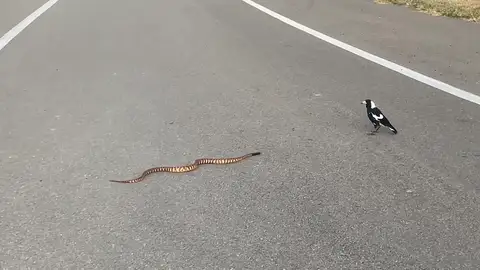 Un grupo de urracas se enfrenta a una serpiente en Australia Un grupo de urracas se enfrenta a una serpiente en Australia