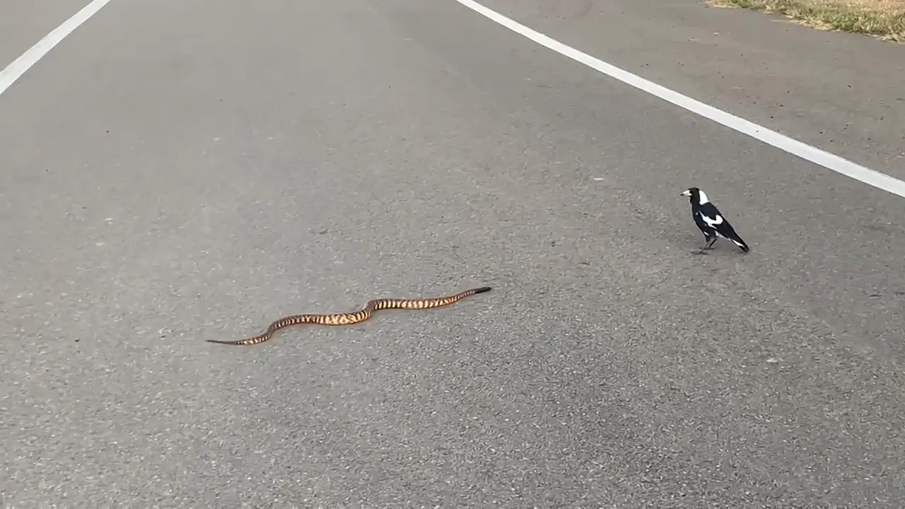 Un grupo de urracas se enfrenta a una serpiente en Australia