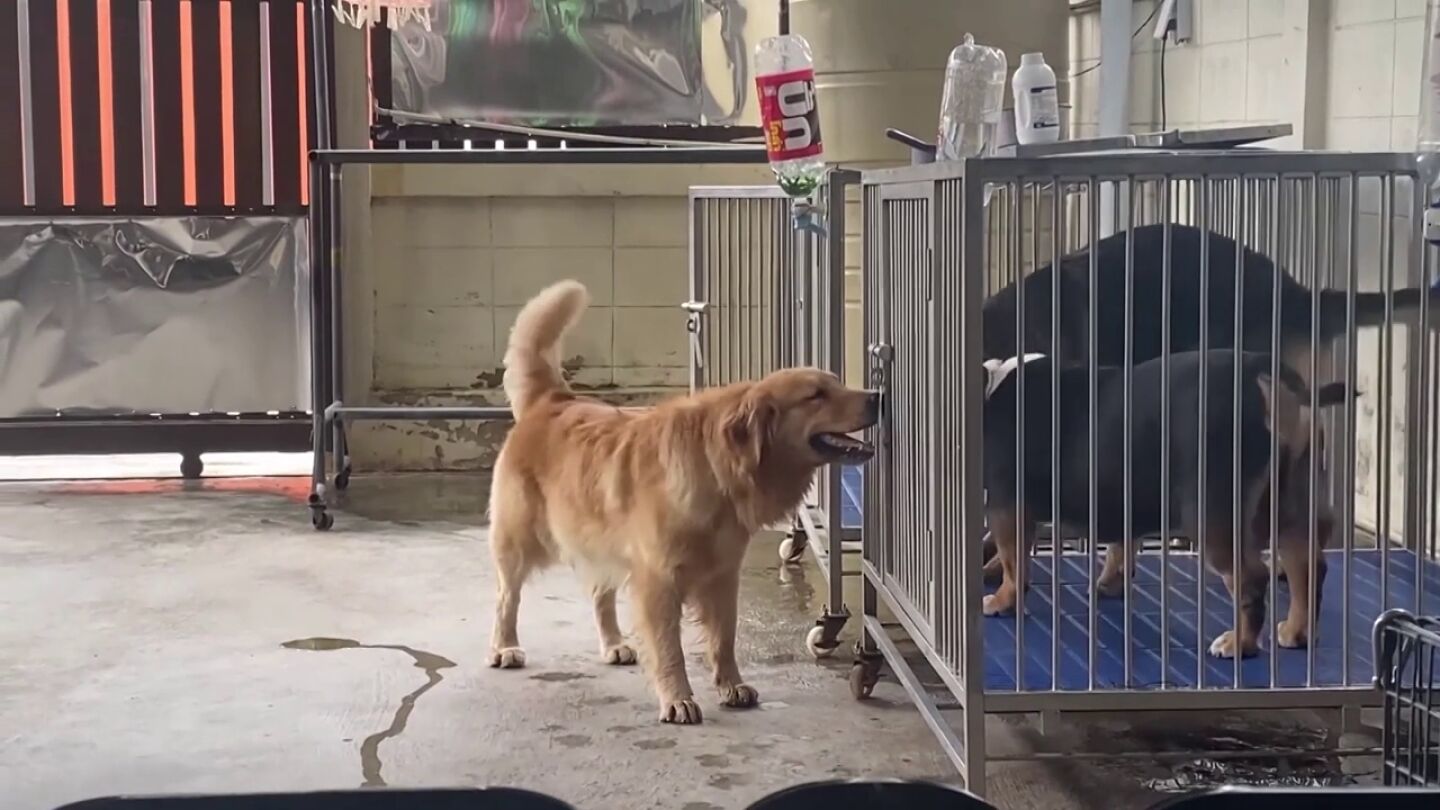 perro jaula