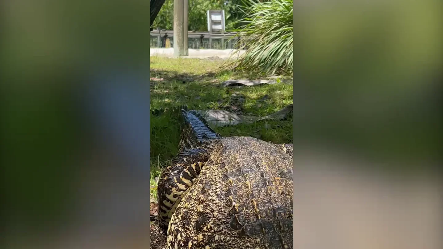 Una cuidadora se atreve a jugar al escondite con un cocodrilo gigante Una cuidadora se atreve a jugar al escondite con un cocodrilo gigante