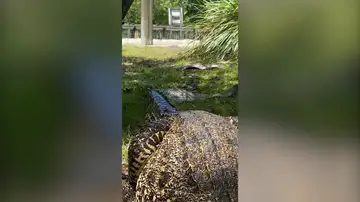 Una cuidadora se atreve a jugar al escondite con un cocodrilo gigante