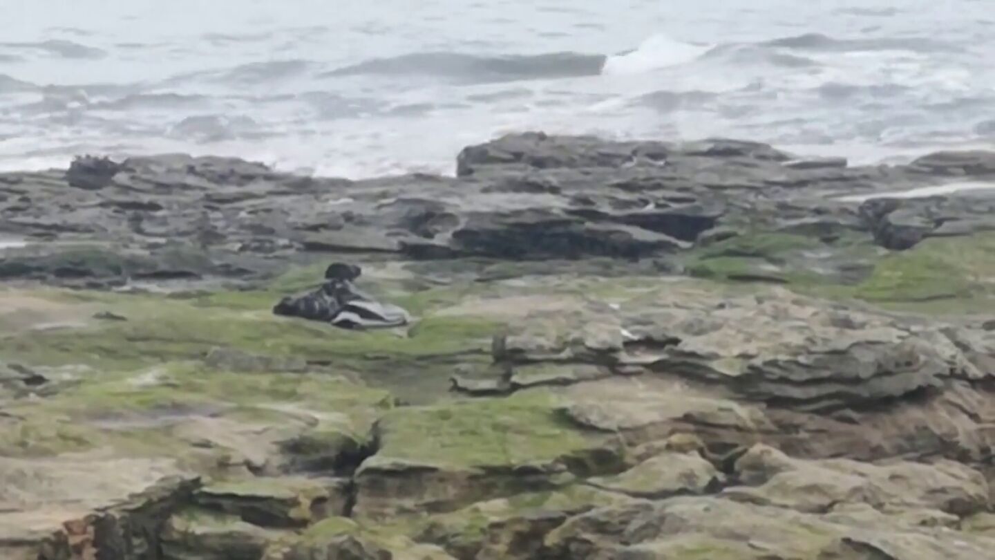 Im&aacute;genes desgarradoras muestran a una foca luchando por moverse con pl&aacute;stico alrededor de su cuello