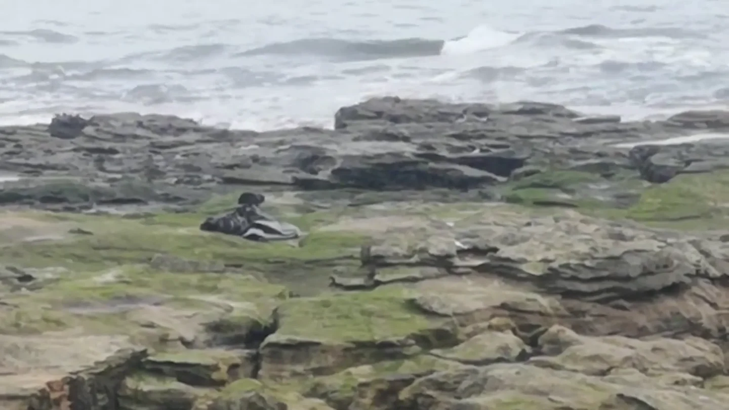 Imágenes desgarradoras muestran a una foca luchando por moverse con plástico alrededor de su cuello Imágenes desgarradoras muestran a una foca luchando por moverse con plástico alrededor de su cuello