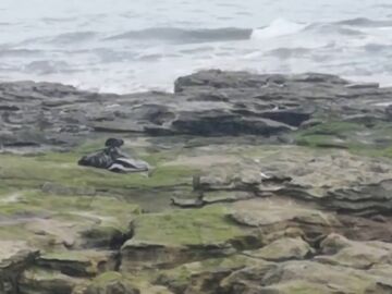 Imágenes desgarradoras muestran a una foca luchando por moverse con plástico alrededor de su cuello
