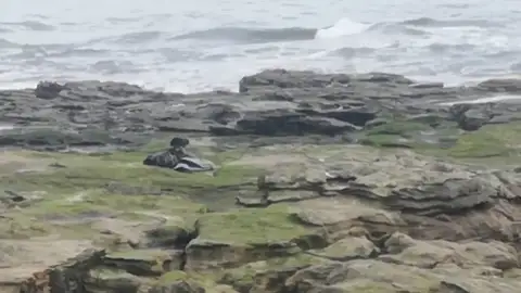 Imágenes desgarradoras muestran a una foca luchando por moverse con plástico alrededor de su cuello Imágenes desgarradoras muestran a una foca luchando por moverse con plástico alrededor de su cuello
