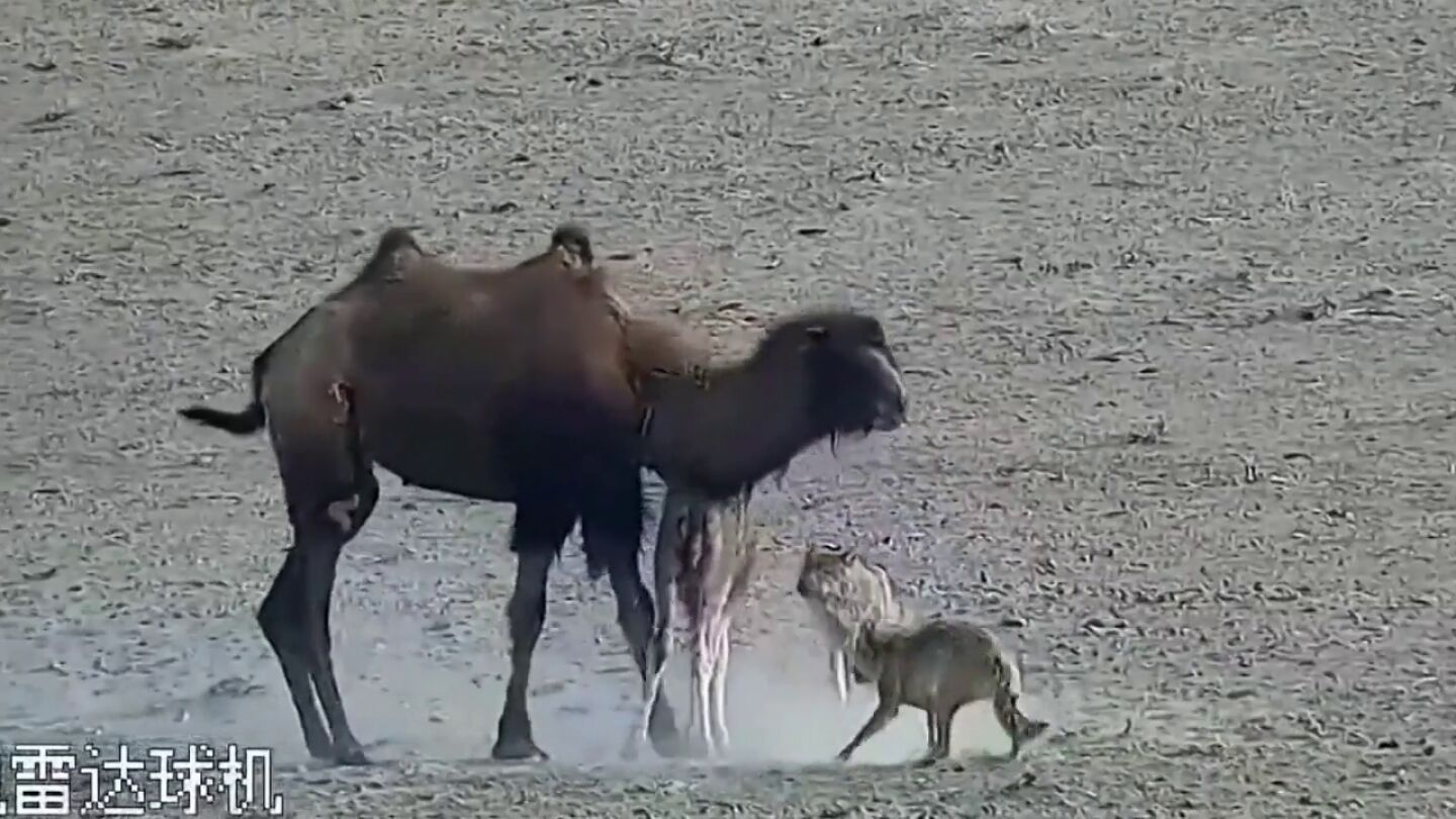 Camellos atacados