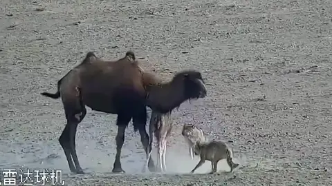 Camellos atacados Camellos atacados