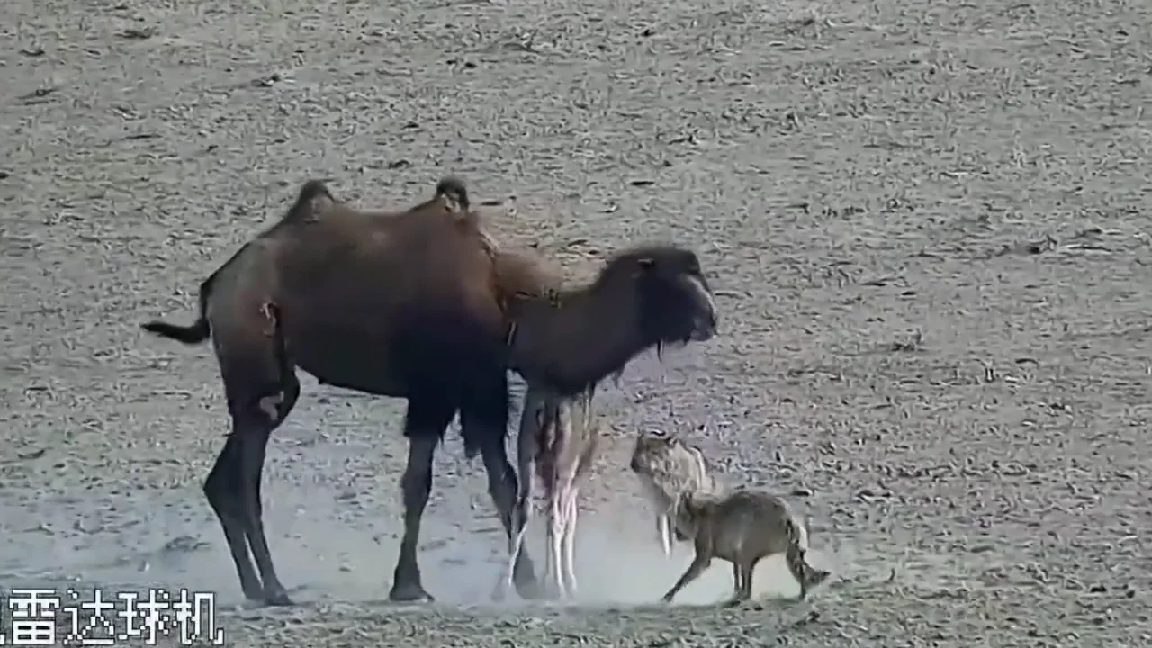 Camellos atacados
