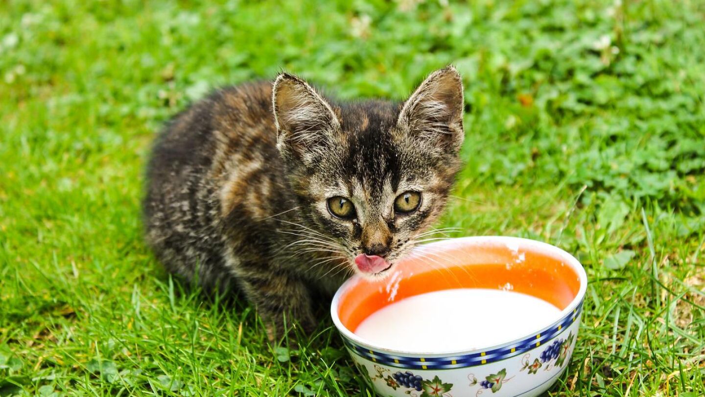 Gato leche