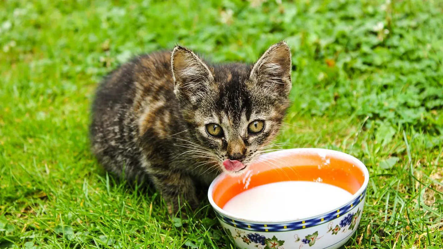 Gato leche Gato leche
