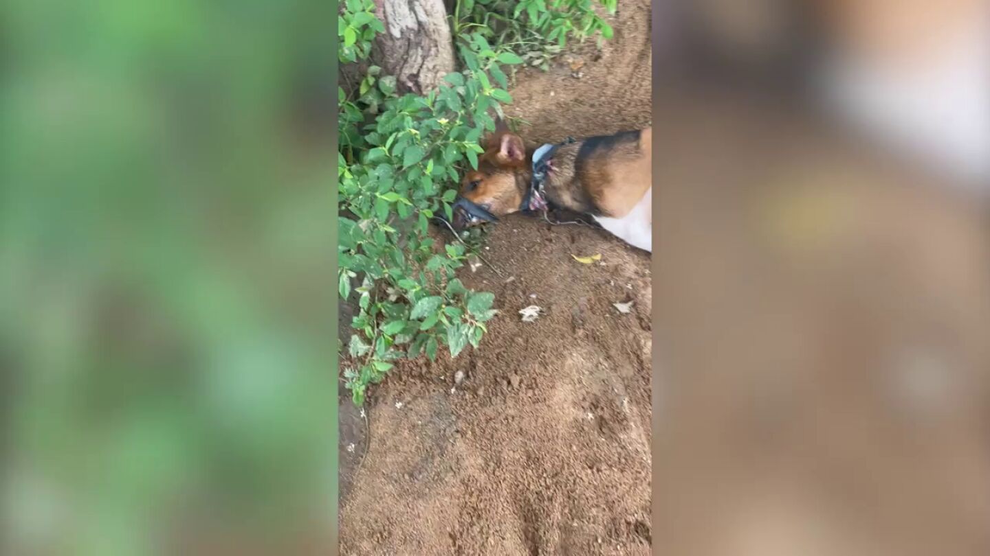 El impactante v&iacute;deo del rescate a dos perros de una granja de carne