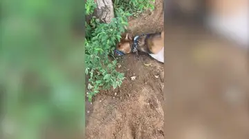 El impactante vídeo del rescate a dos perros de una granja de carne