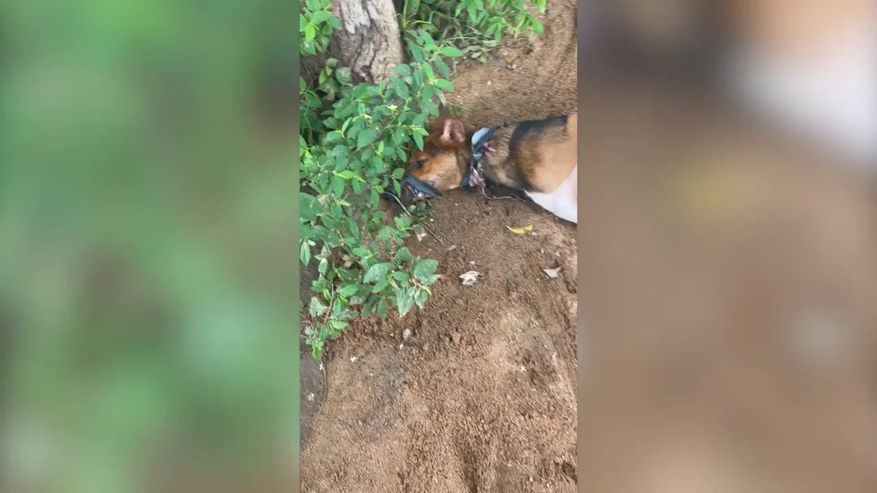 El impactante v&iacute;deo del rescate a dos perros de una granja de carne