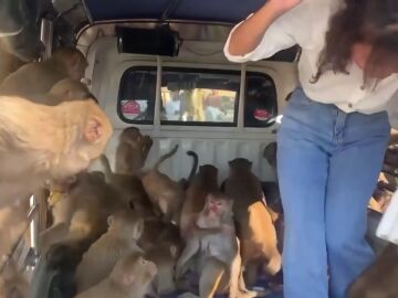 Un grupo de monos salvajes invade una furgoneta que transportaba plátanos