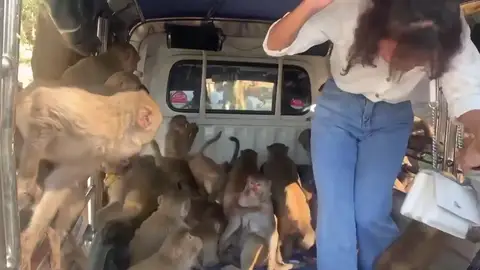 Un grupo de monos salvajes invade una furgoneta que transportaba plátanos Un grupo de monos salvajes invade una furgoneta que transportaba plátanos