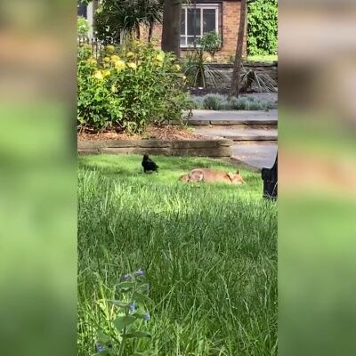 El divertido vídeo de un cuervo picando insistentemente el trasero a un zorro