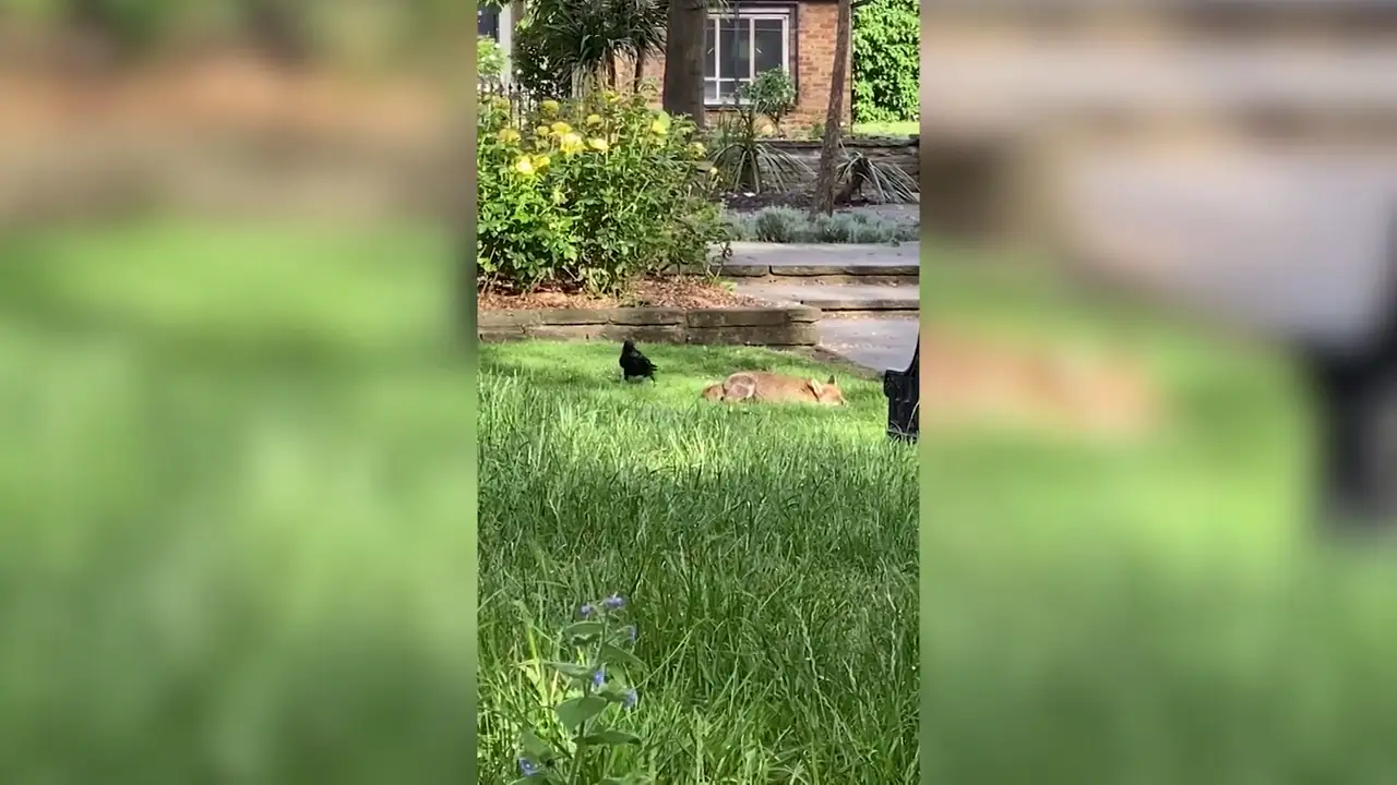 El divertido vídeo de un cuervo picando insistentemente el trasero a un zorro