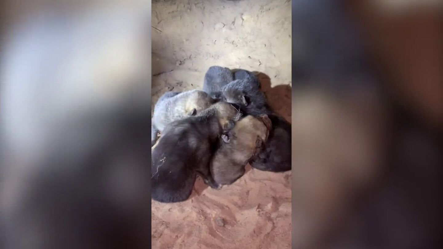 Escucha llantos y se lleva la sorpresa de su vida al mirar debajo de su cabaña