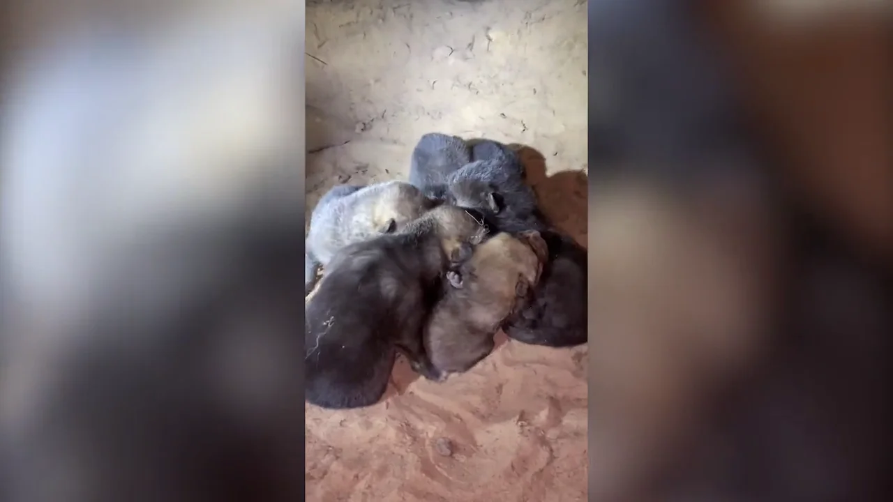 Escucha llantos y se lleva la sorpresa de su vida al mirar debajo de su cabaña