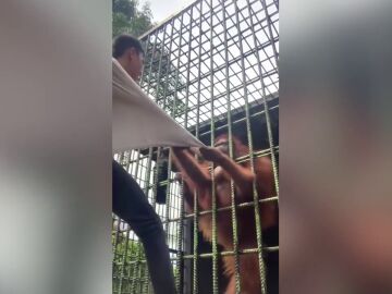 Un Irresponsable visitante fue atacado por un orangután tras de saltar la cerca para burlarse del animal