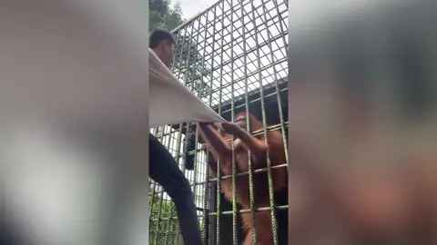 Un Irresponsable visitante fue atacado por un orangután tras de saltar la cerca para burlarse del animal Un Irresponsable visitante fue atacado por un orangután tras de saltar la cerca para burlarse del animal