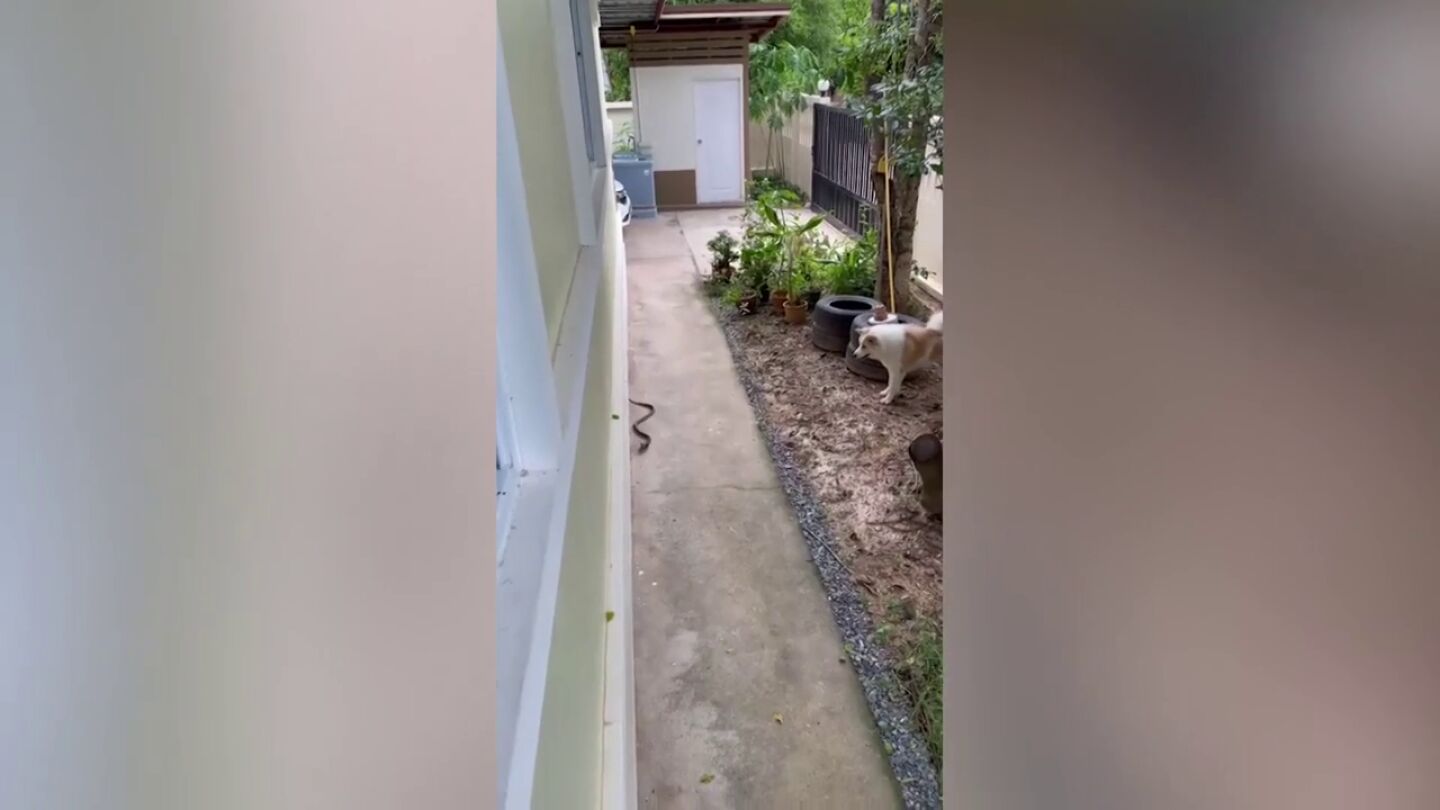 Un perro se convierte en héroe al avisar a su dueño de la presencia de una serpiente mortal en su casa