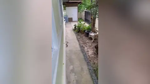 Un perro se convierte en héroe al avisar a su dueño de la presencia de una serpiente mortal en su casa Un perro se convierte en héroe al avisar a su dueño de la presencia de una serpiente mortal en su casa
