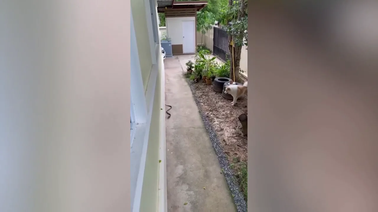 Un perro se convierte en héroe al avisar a su dueño de la presencia de una serpiente mortal en su casa