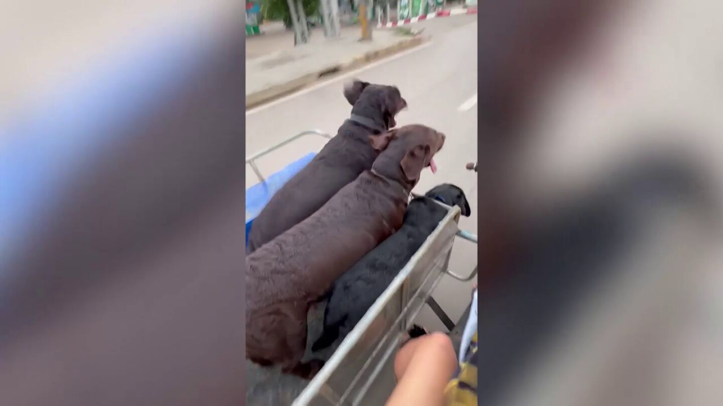 El v&iacute;deo de un labrador emocionado por montar en moto se vuelve viral en las redes
