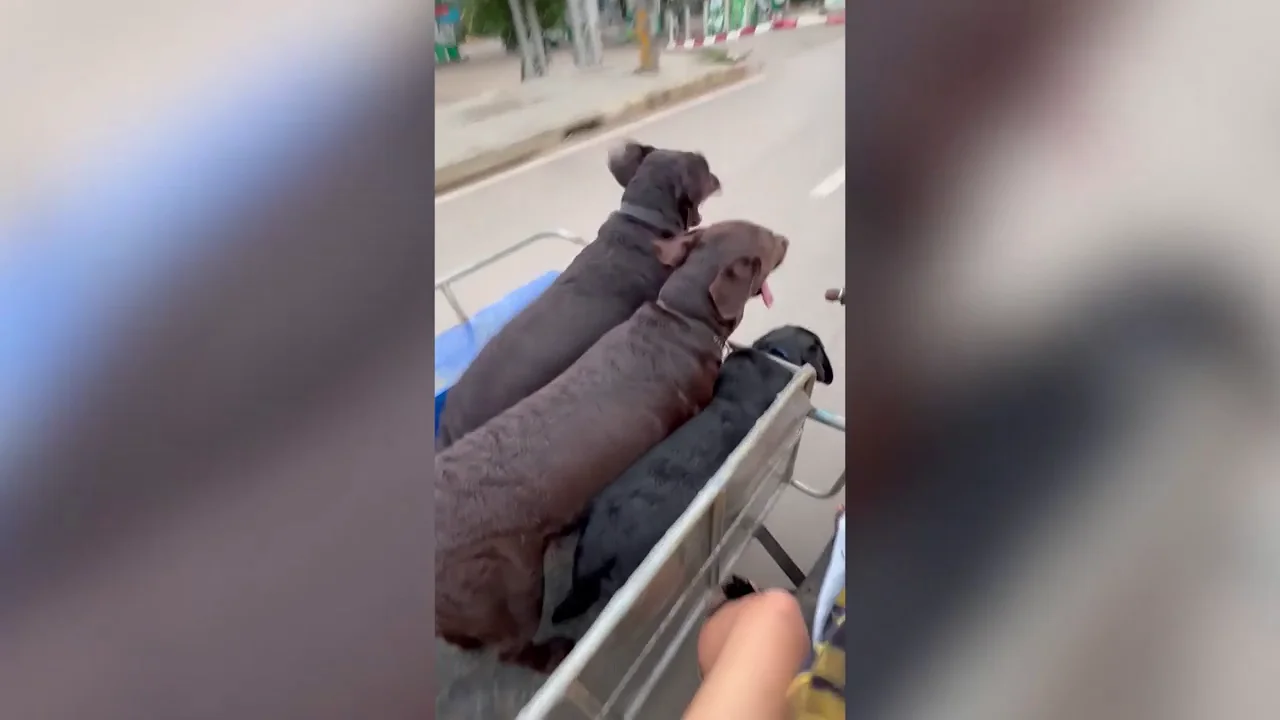 El v&iacute;deo de un labrador emocionado por montar en moto se vuelve viral en las redes