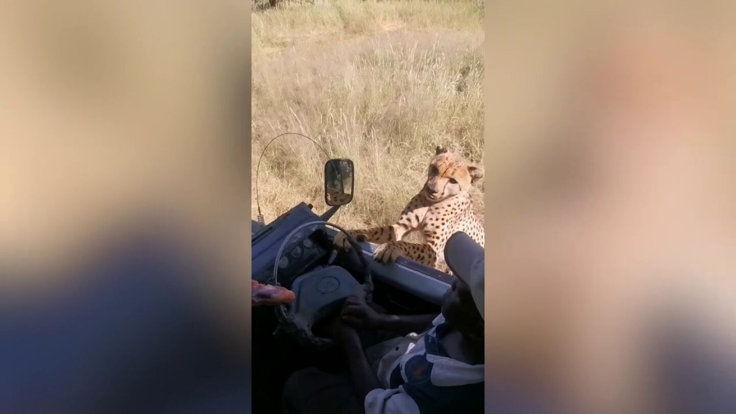 Un guepardo se intenta subir al coche de un safari