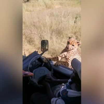 Un guepardo se intenta subir al coche de un safari