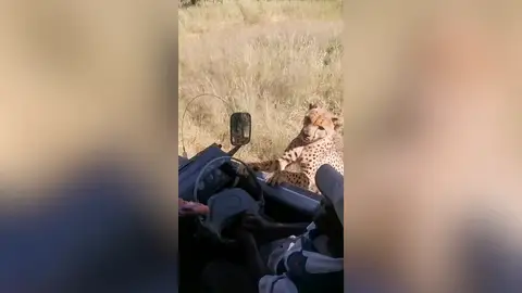 Un guepardo se intenta subir al coche de un safari Un guepardo se intenta subir al coche de un safari