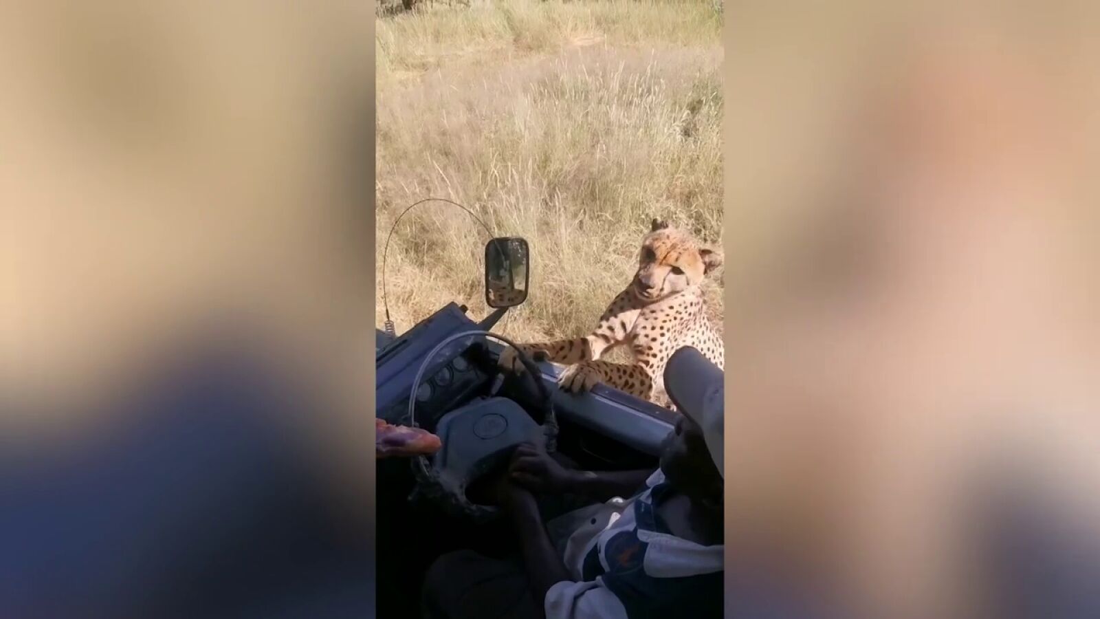 Un guepardo se intenta subir al vehículo de un safari y el vídeo ha impresionado a todo el mundo