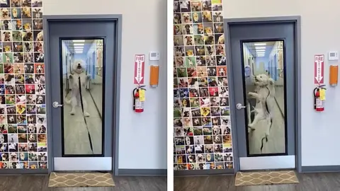 Perra esperando a su dueño Perra esperando a su dueño